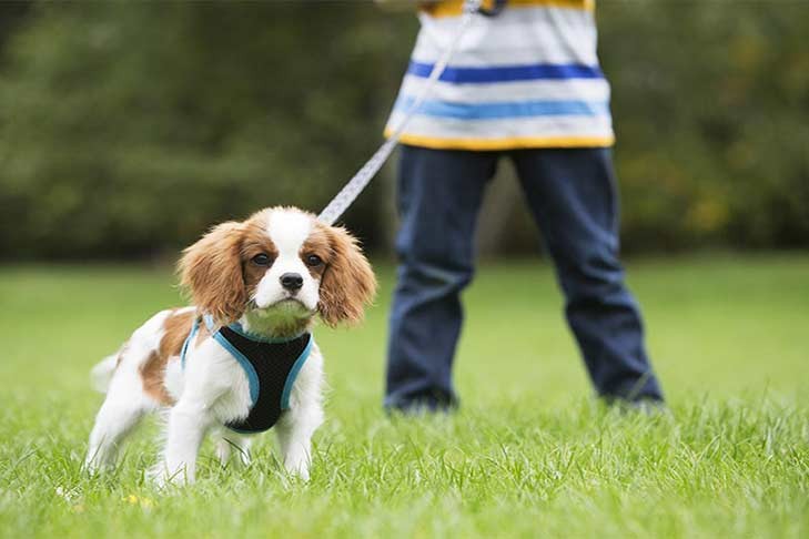 puppy-leash-training
