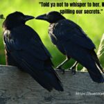 Two crows perched on a branch, showcasing their social interaction and intelligence.