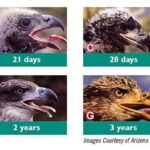 eaglet development stages