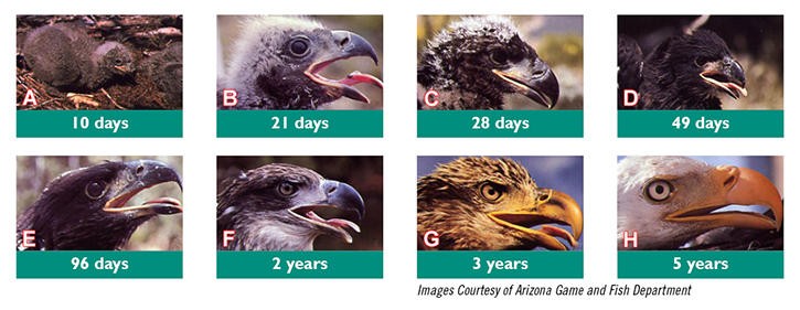 eaglet development stages