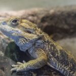 Bearded Dragon Face Close Up