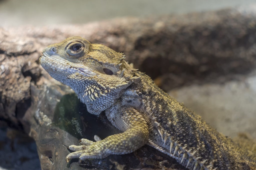 Bearded Dragon Face Close Up