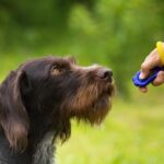 German Wirehaired Pointer being trained with a clicker.