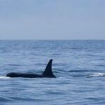 An orca's dorsal fin is visible above the water's surface, with a sailboat in the background. This shows their proximity and interaction in marine environments