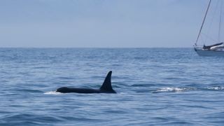 An orca's dorsal fin is visible above the water's surface, with a sailboat in the background. This shows their proximity and interaction in marine environments