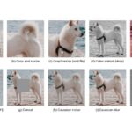 Factors Influencing Machine Learning Dataset Size