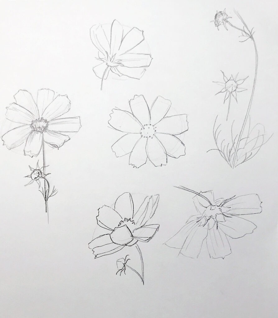 A study page with a flower from different perspectives