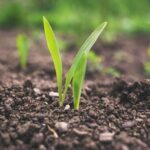 Machine learning agriculture applications