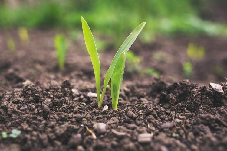 Machine learning agriculture applications