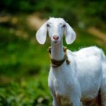 Spanish slang expression