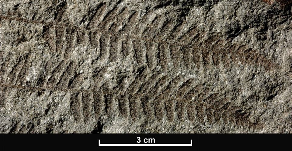Plant leaves and ferns compressed over time into fossils from the Jurassic Period