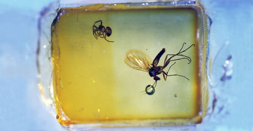 A fly and spider impeccably preserved in amber