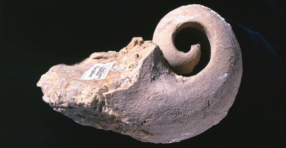 A mold of an ancient Bellerophon snail, a type of gastropod