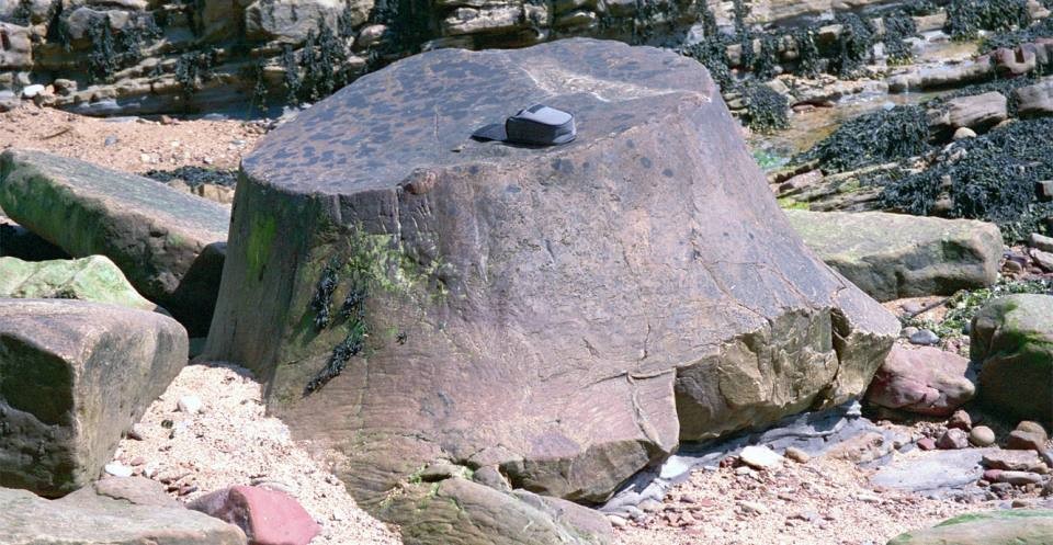 A petrified tree stump from East Fife, Scotland, demonstrating petrification through permineralization
