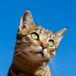 A domestic cat meowing at its owner, indicating it wants food.