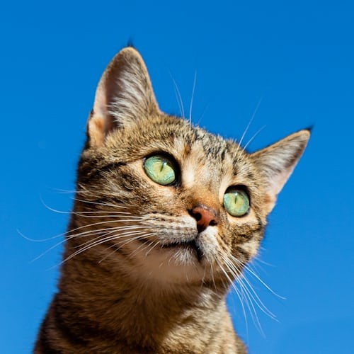 A domestic cat meowing at its owner, indicating it wants food.