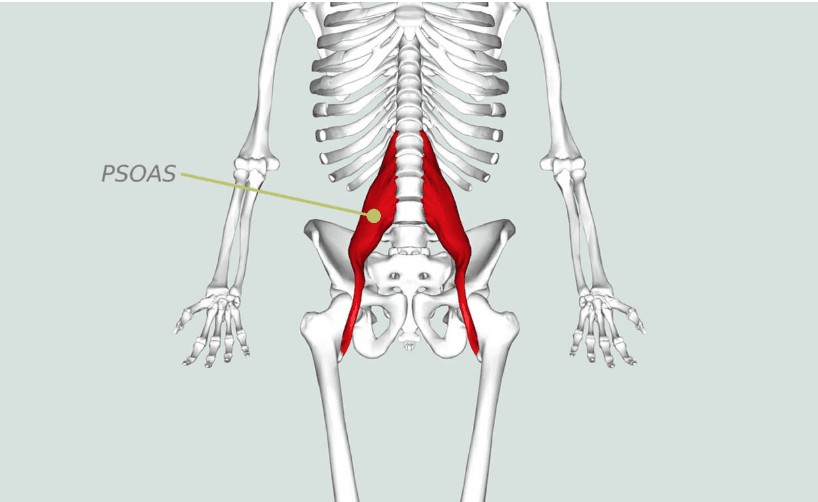 Psoas muscles in hip flexors: Addressing tightness can improve hip rotation for better flexibility