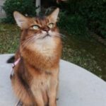 Cat being trained to do a high five, showcasing positive interaction between owner and pet