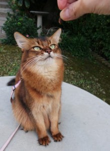 Cat being trained to do a high five, showcasing positive interaction between owner and pet