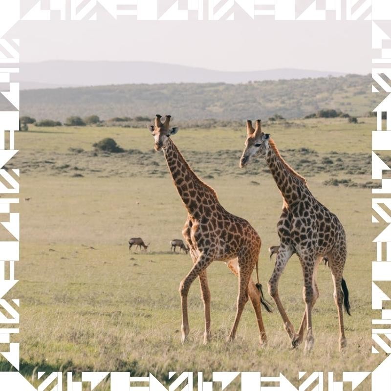 Giraffes in their natural habitat, symbolizing African wildlife and landscapes